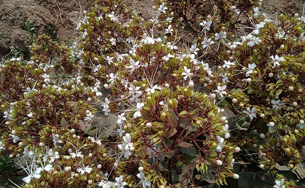 গ্রাম-বাংলার মেঠোপথে দেখা মিলবে অযত্ন আর অবহেলায় বেড়ে ওঠা বুনো ফুল ‘ভাট’ বা ‘বনজুঁই’