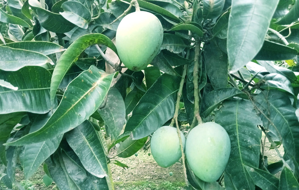 জুনে জমবে হাঁড়িভাঙ্গা আমের হাট